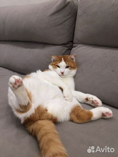 Шотландский кот