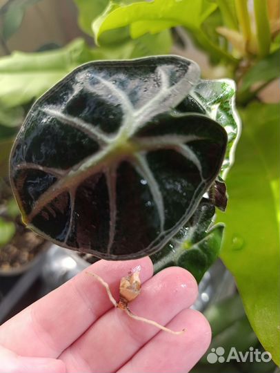 Алоказия Balloon Heart, новинка 2024