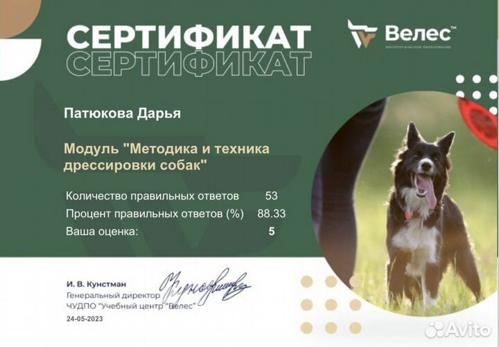 Кинолог, дрессировка собак