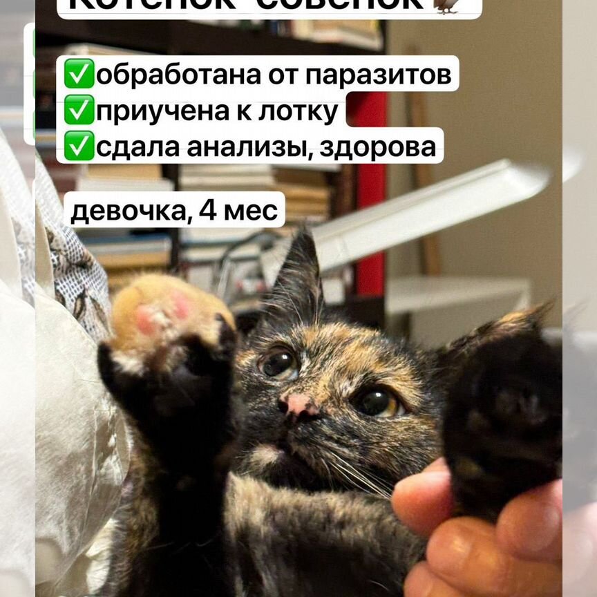 Котенок-совенок, девочка, 4 месяца