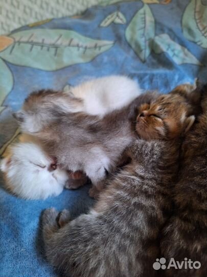 Отдам котят