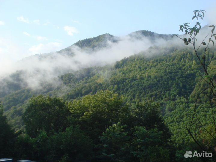 Каштановый мед