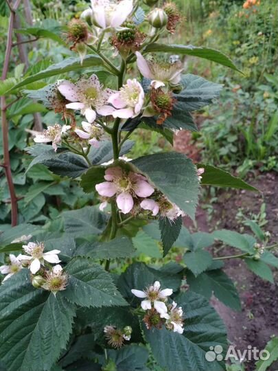 Саженцы ежевики,безшипой