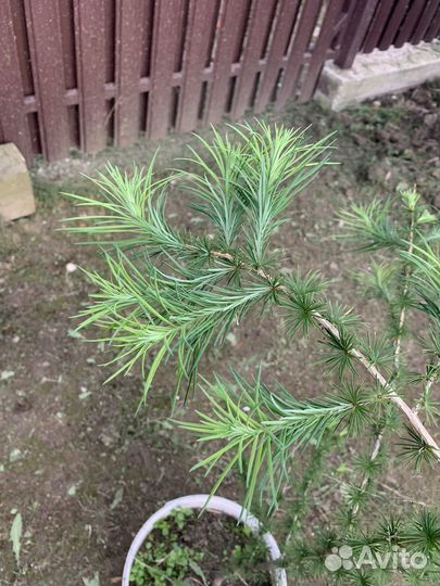 Лиственница