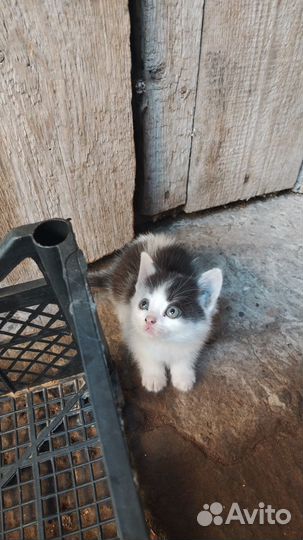 Котята в добрые руки бесплатно