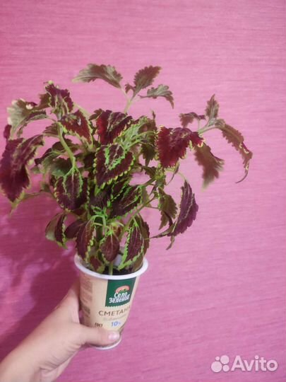 Колеусы сортовые