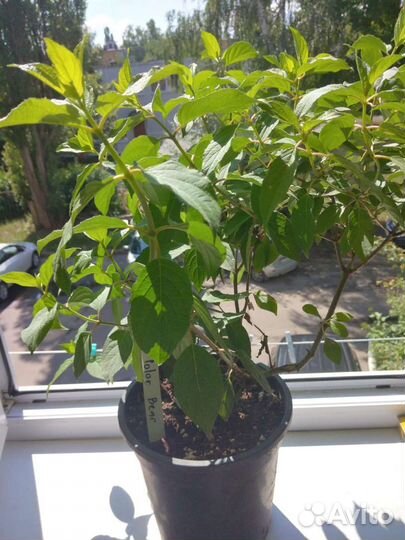 Гортензия метельчатая новинки