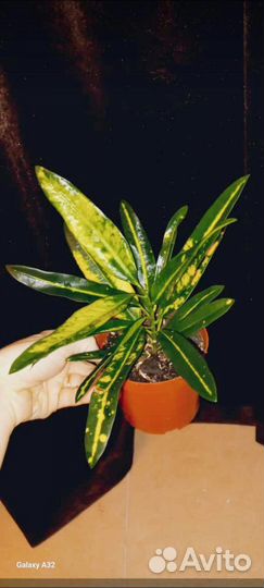 Кодиеум Сани Стар