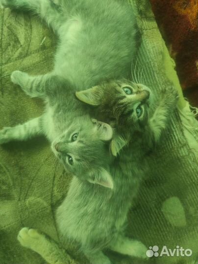 Котята метисы шиншилы