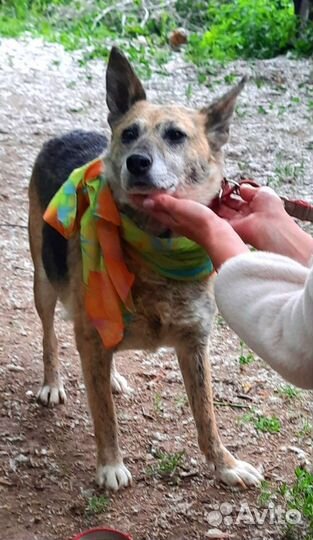 Собака в добрые руки отдам бесплатно