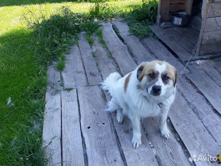 Московская сторожевая в добрые руки