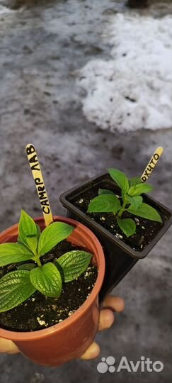 Гортензия метельчатая на доращивание