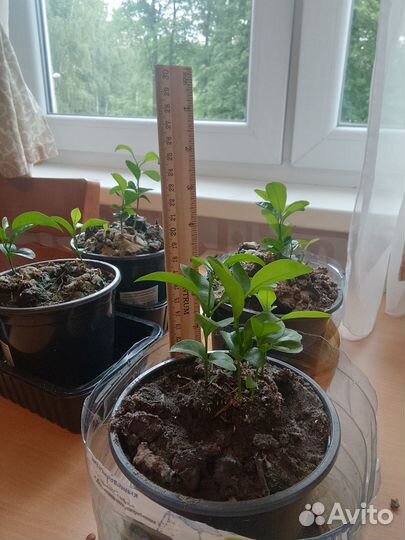 Саженцы мандарина