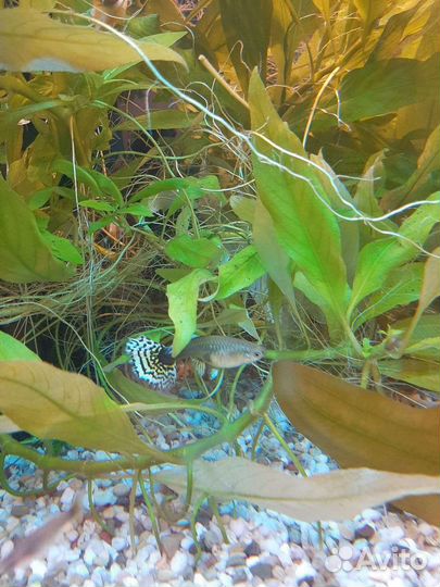 Гуппи испанцы собственного разведения