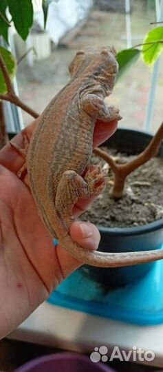 Ушастый бананоед