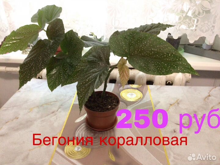 Домашние цветы