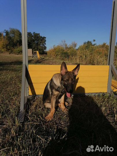 Кинолог. Дрессировка собак