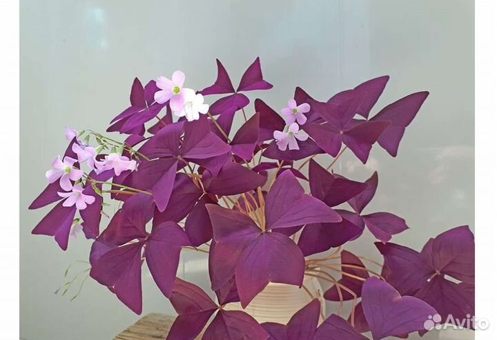 Кислица оксалис, цветок Бабочка, клевер счастья