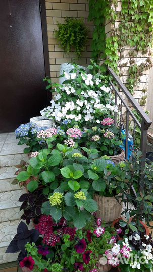 Гортензия крупнолистная саженцы