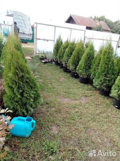 Туя смарагд