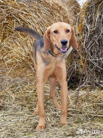 Собака из приюта ищет дом