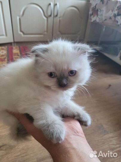 Шотландская вислоухая девочка