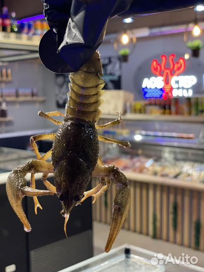 Икра, раки, лобстеры, устрицы, строганина