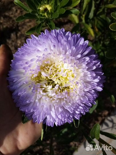 Астра для букета срезка