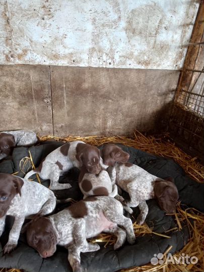 Щенки Курцхаар