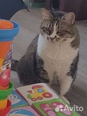 Кошка бесплатно