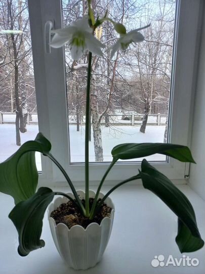 Эухарис (Амазонская лилия)