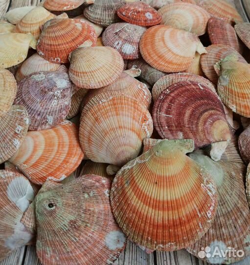 Ракушка морского гребешка