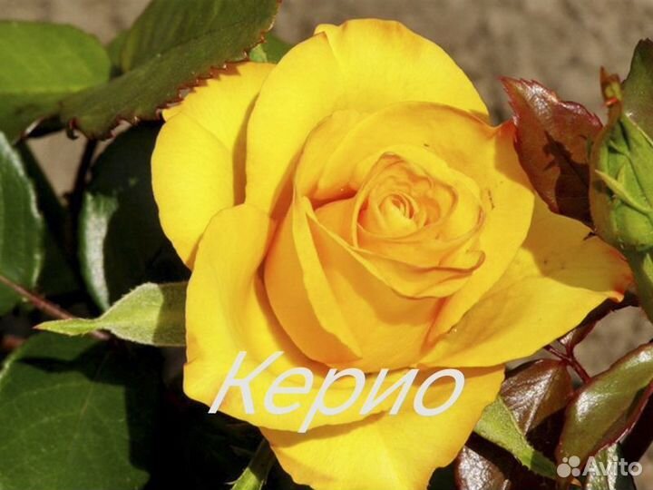 Розы привитые саженцы