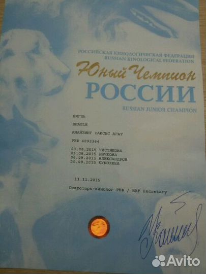 Бигль, кобель для вязки