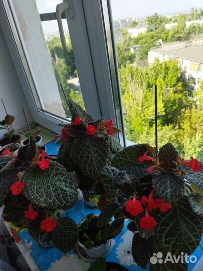 Комнатные цветы