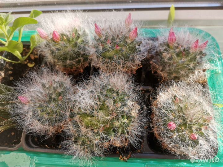 Кактус пушистик (Эспостоа)