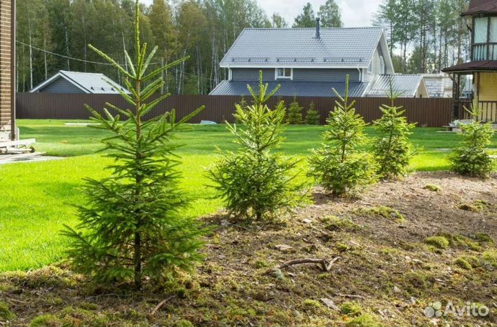 Саженцы Хвойных деревьев для вашего участка
