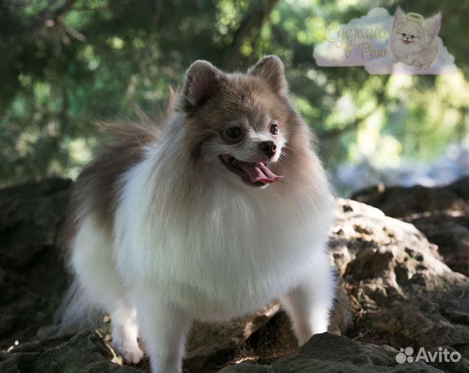 Шпиц кобель для вязки мрамор