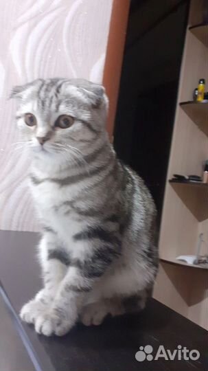 Шотландский прямоухий кот