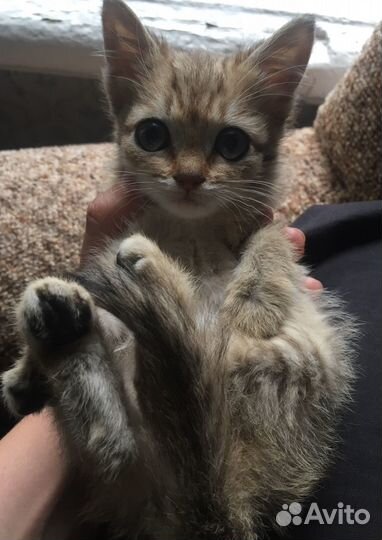 Подарите дом крохе