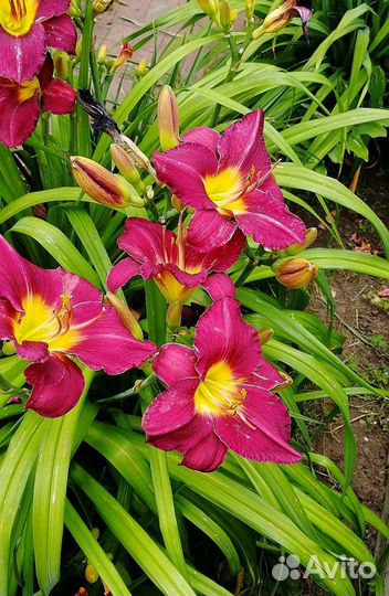 Лилейники для сада. Многолетники