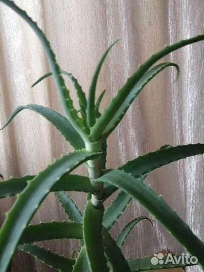 Алоэ лечебный