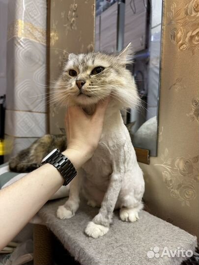 Грумер стрижка собак и кошек