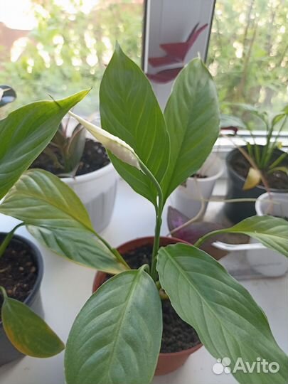 Спатифиллум женское счастье