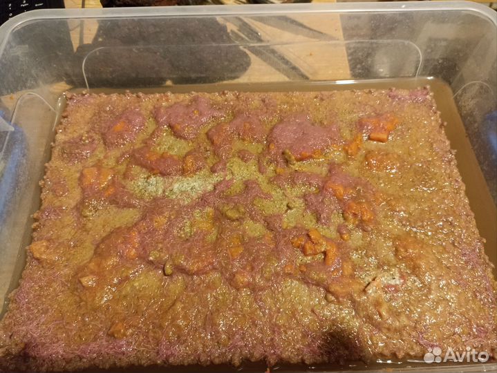 Аквариумные рыбки