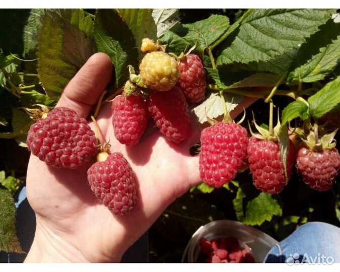 Саженцы малины