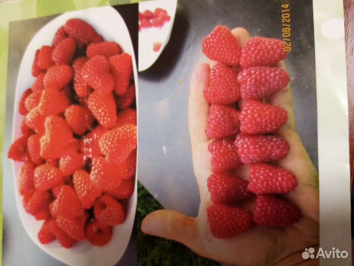 Саженцы ремонтантной малины