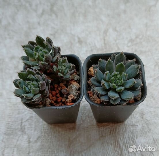 Эхеверии и другие суккуленты