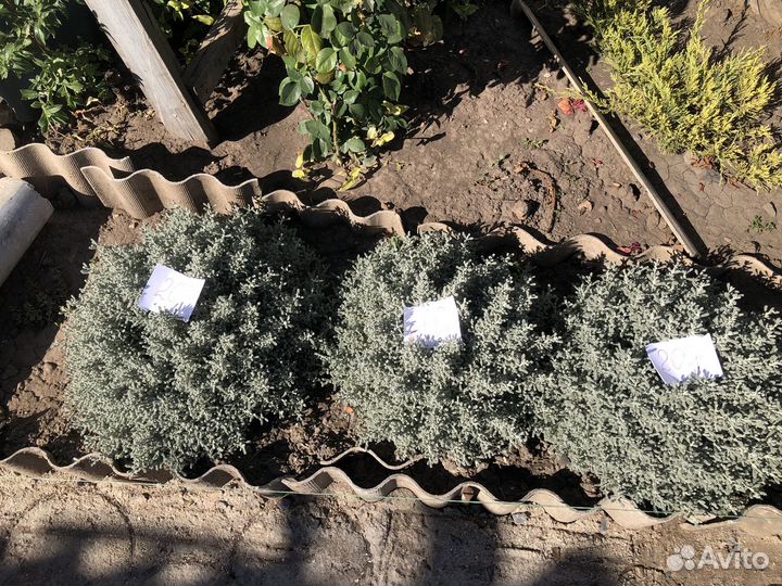 Многолетние растения для сада