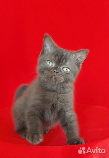 Котик